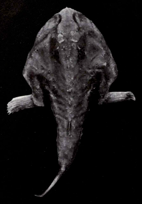 Ogcocephalus nasutus, Shortnose Batfish, Source: Bradbury 1980.