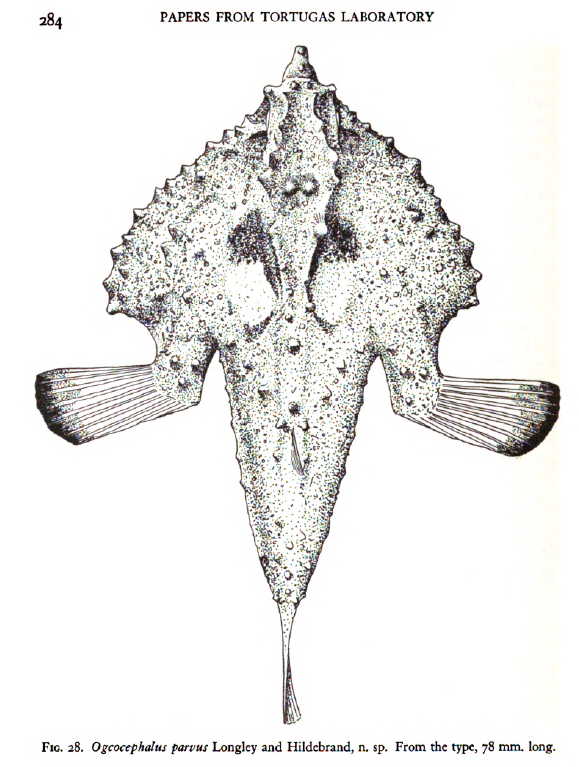 Ogcocephalus parvus, Roughback Batfish. Source: Langley & Hildebrand 1940.