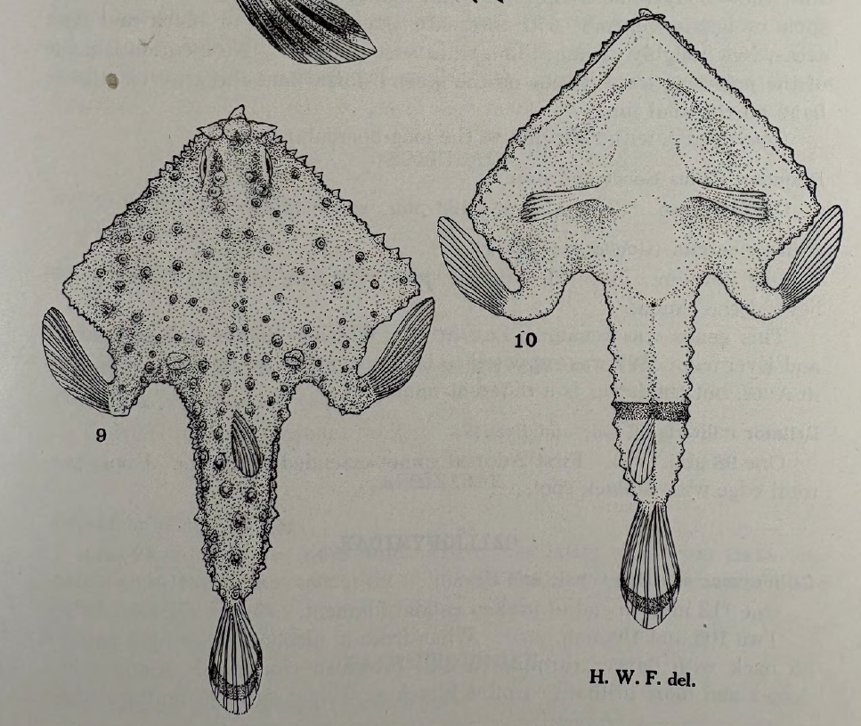 Zalieutes mcgintyi, Tricorn Batfish. Source: Fowler 1952