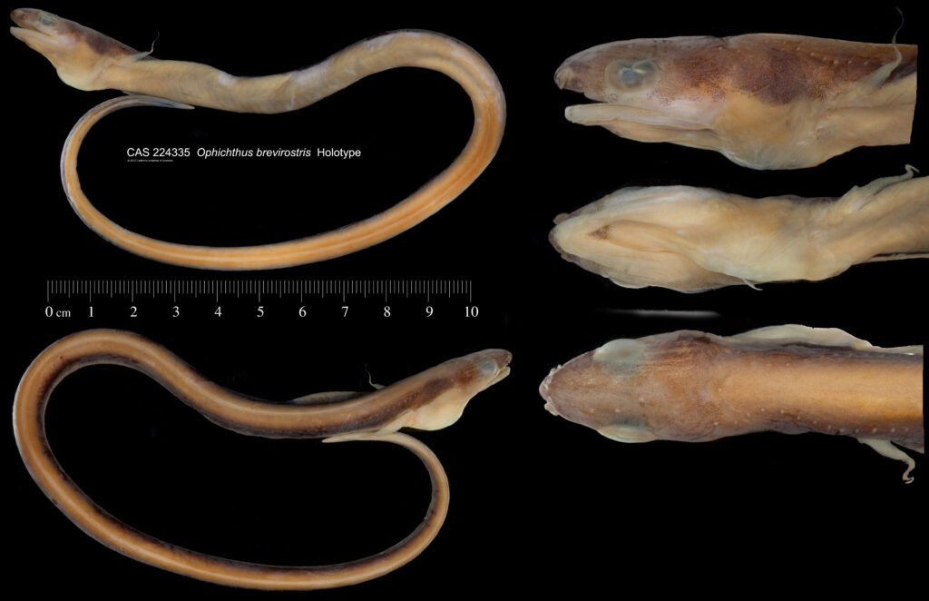 Ophichthus brevirostris, Snubnose Snake Eel, Holotype CAS 224335_Source: https://www.calacademy.org/scientists/ichthyology-collections