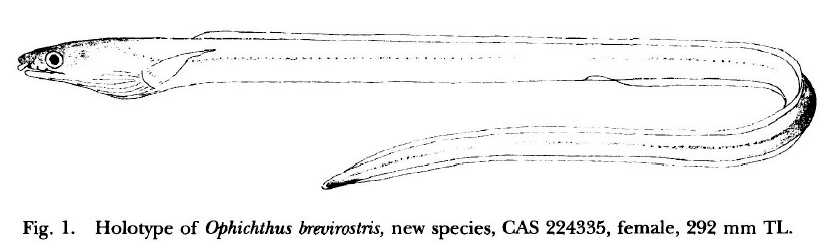 Ophichthus brevirostris, Snubnose Snake Eel. Source: McCosker & Ross 2007.