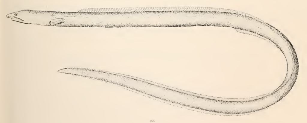 Ophichthus cruentifer, Margined Snake Eel. Source: Goode & Bean 1896.