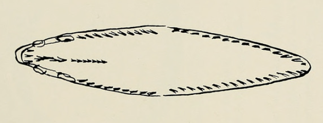 Ophichthus melanoporus, Blackpored Eel, Holotype USNM 191118, dDentition. Source: Kanazawa 1963.