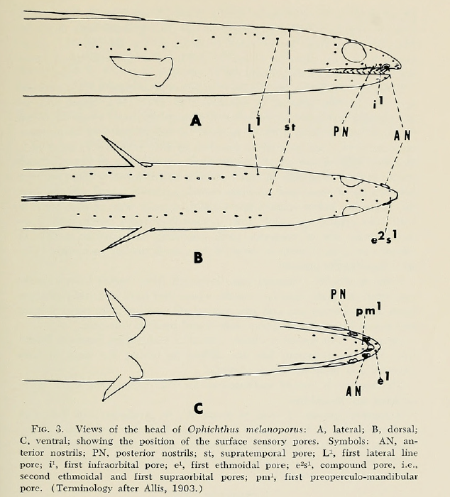 Ophichthus melanoporus, Blackpored Eel, Holotype USNM 191118, Sensory Pores. Source: Kanazawa 1963.