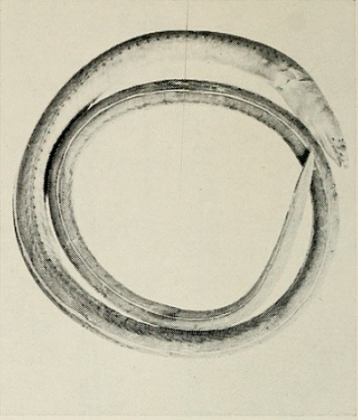 Ophichthus melanoporus, Blackpored Eel, Holotype USNM 191118. Source: Kanazawa 1963.