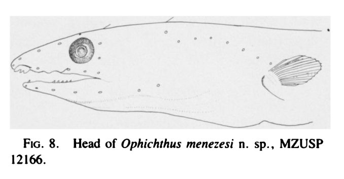 Ophichthus menezesi, Blotched Snake Eel, head. Source: McCosker & Böhlke 1984.