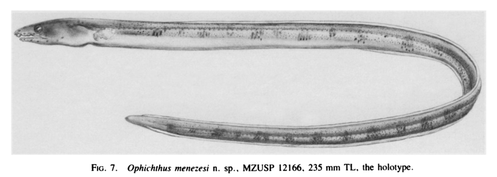 Ophichthus menezesi, Blotched Snake Eel. Source: McCosker & Böhlke 1984.