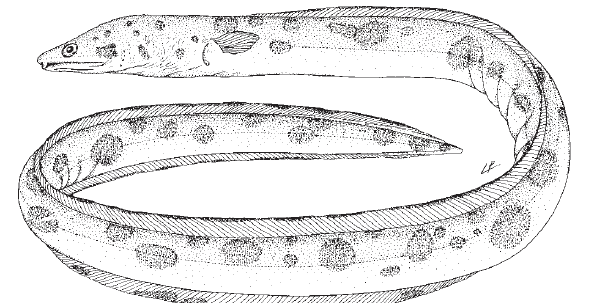 Ophichthus ophis, Spotted Snake Eel. Source: FAO 2016.