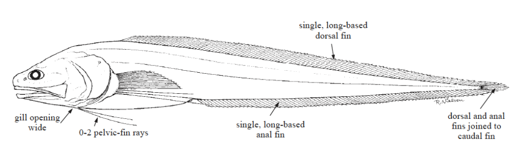 Ophidiidae, Cusk-eel. Source: FAO 2002.
