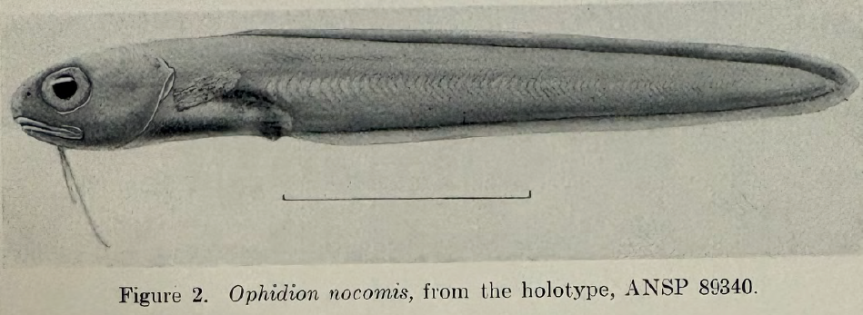 Ophidion nocomis, Letter Opener. Source: Robins & Bohlke 1959.