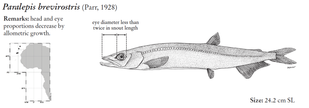 Paralepis brevirostris, Shortsnout Barracudina. Source: FAO 2020.