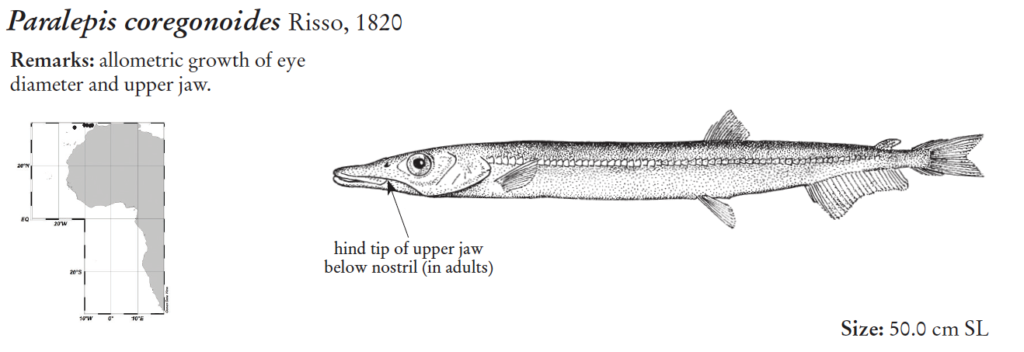 Paralepis coregonoides, Smallmouth Barracudina. Source: FAO 2020.