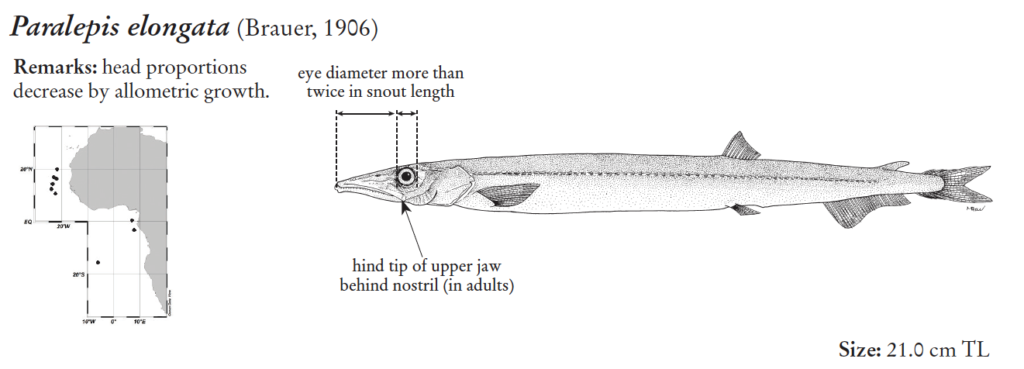 Paralepis elongata, Elongate Barracudina. Source: FAO 2020.