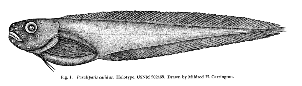 Paraliparis calidus, Lowfin Snailfish. Source: Cohen 1968.