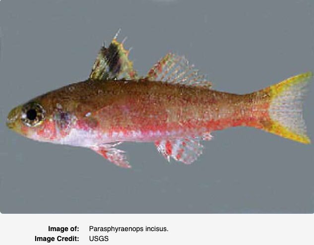 Parasphyraenops incisus, Splitfin Bass. Source: USGS (https://biogeodb.stri.si.edu/caribbean/en/pages/random/5152).