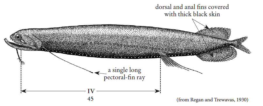 Photonectes margarita, Sooty Dragonfish. Source: FAO 2020.