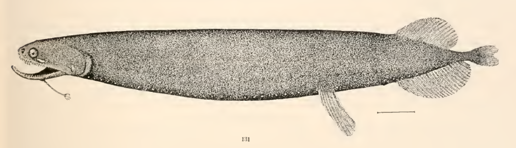 Photonectes margarita, Sooty Dragonfish. Source: Goode & Bean 1896.