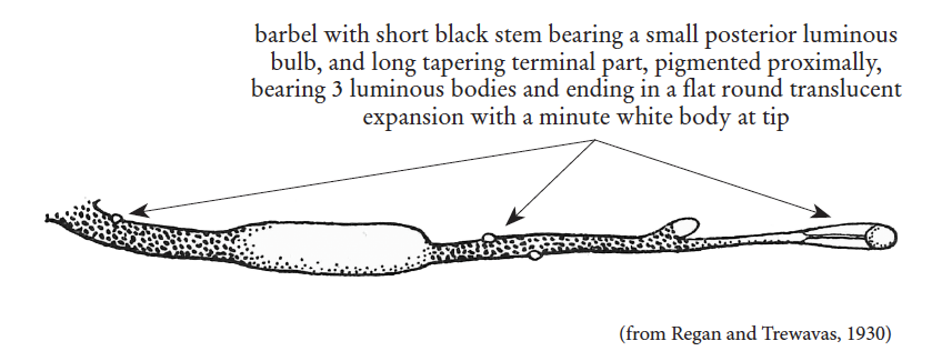 Photonectes mirabilis, Blueband Dragonfish, barbel. Source: FAO 2020.