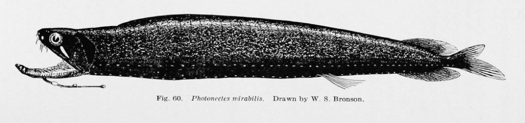 Photonectes mirabilis, Blueband Dragonfish. Source: Parr 1937.