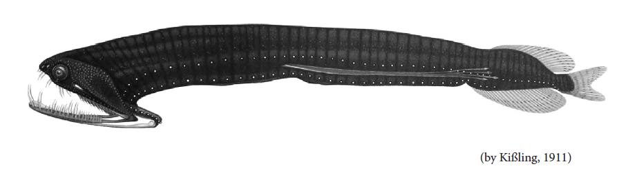 Photostomias guernei, Nofin Loosejaw. Source:FAO 2020.