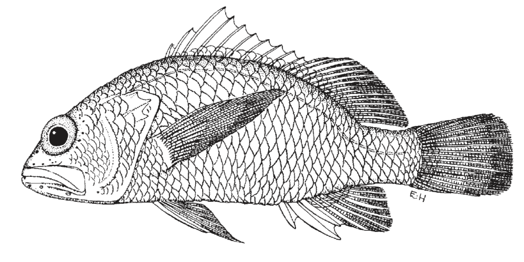 Plectranthias garrupellus, Apricot Bass. Source: FAO 2002.
