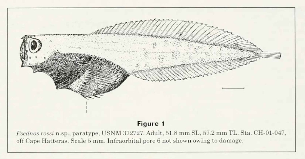 Psednos rossi, Bigmouth Snailfish. Source: Chernova & Stein 2004.