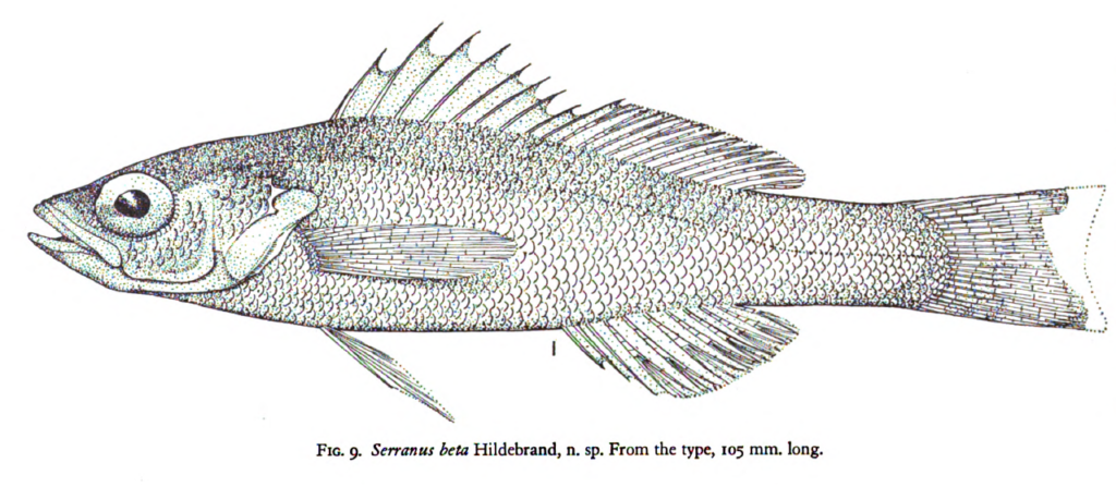 Schultzea beta, School Bass. Source Longley & Hildebrand 1940.