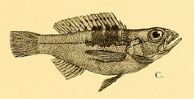 Serranus annularis, Orangeback Bass. Source: Gunther 1880.