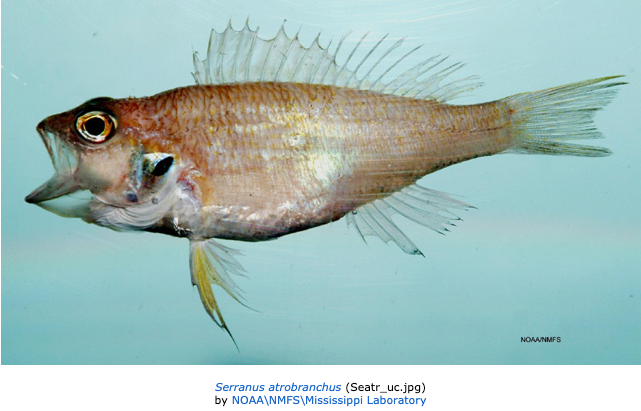 Serranus atrobranchus, Blackear Bass. Source: NOAA (https://fishbase.se/summary/Serranus-atrobranchus).