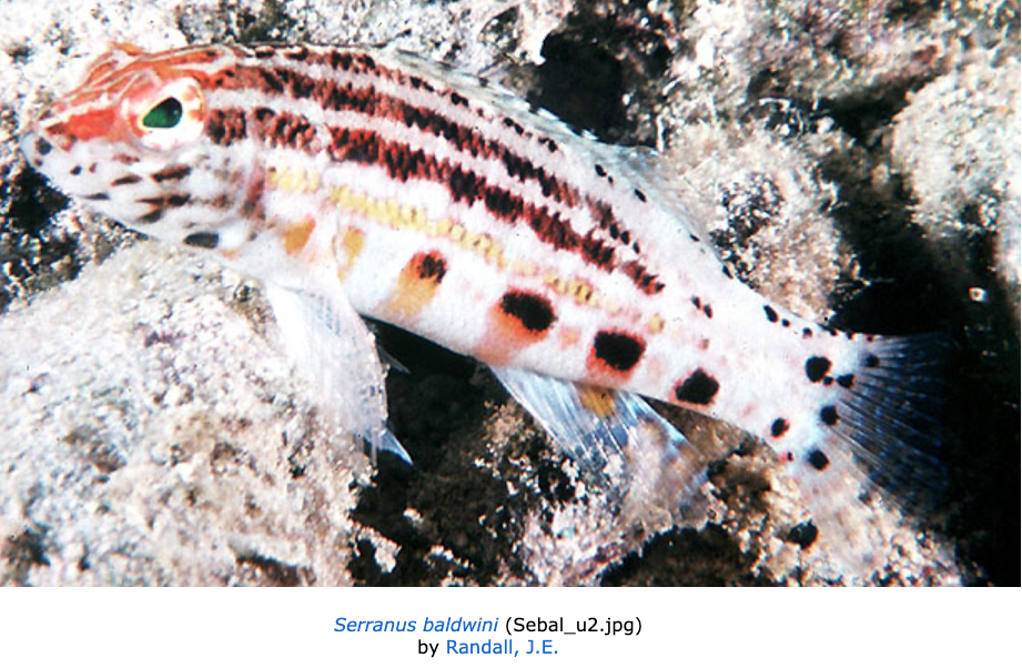 Serranus baldwini, Lantern Bass. Source: Fishbase (https://www.fishbase.se/summary/Serranus-baldwini).