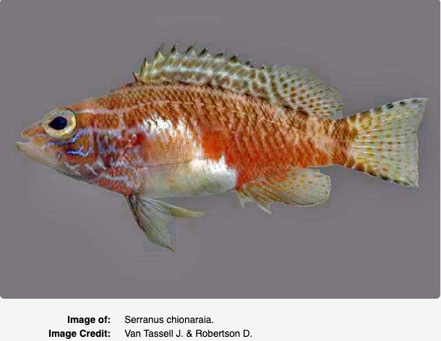 Serranus chionaraia, Snow Bass. Source: https://biogeodb.stri.si.edu/caribbean/en/pages/random/6214. Tropical Research Institute