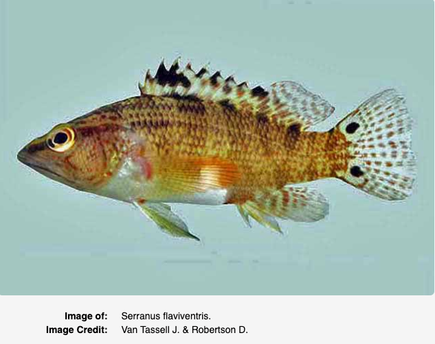 Serranus flaviventris, Twinspot Bass. Source: https://biogeodb.stri.si.edu/caribbean/en/pages/random/6220.