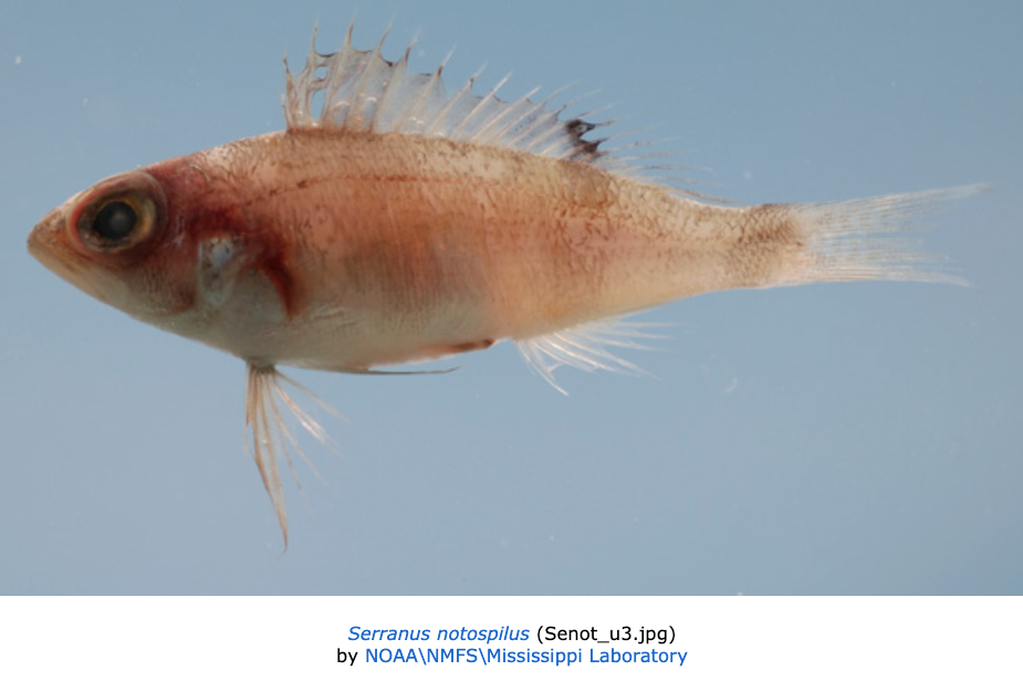 Serranus notospilus, Saddle Bass. Source: Fishbase (https://www.fishbase.se/summary/Serranus-notospilus.html).