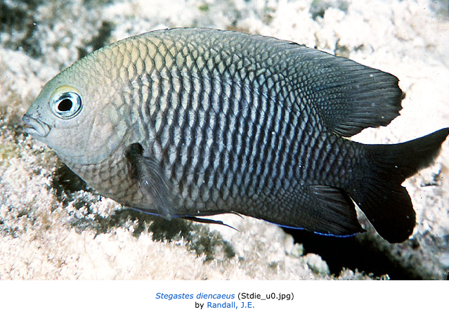 Stegastes diencaeus, Longfin Damselfish. Source: Fishbase (https://www.fishbase.se/photos/PicturesSummary.php?resultPage=3&ID=3649&what=species).