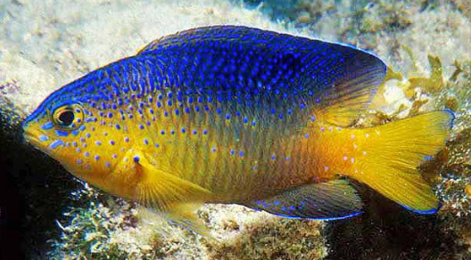 Stegastes leucostictus, Beaugregory Source: Fishbase (https://biogeodb.stri.si.edu/caribbean/en/thefishes/species/3879).