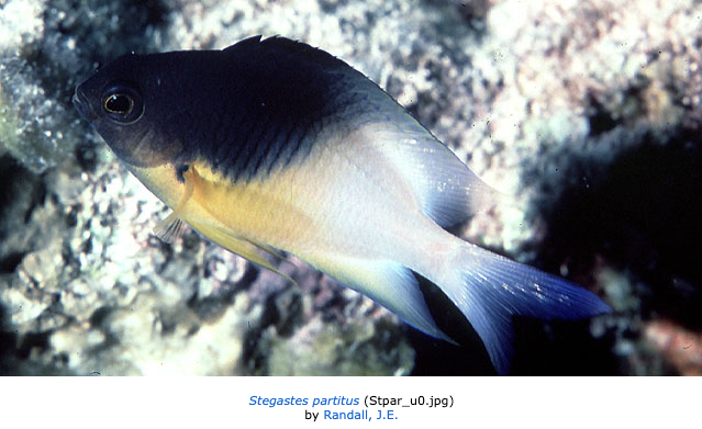 Stegastes partitus, Bicolor Damselfish. Source: Fishbase (https://fishbase.se/photos/PicturesSummary.php?resultPage=1&ID=3652&what=species).