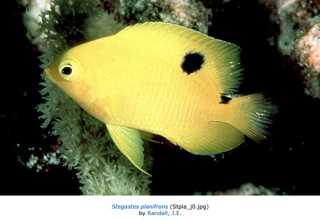 Stegastes planifrons, Threespot Damselfish. Source: Fishbase (https://fishbase.se/photos/PicturesSummary.php?resultPage=1&ID=3653&what=species).