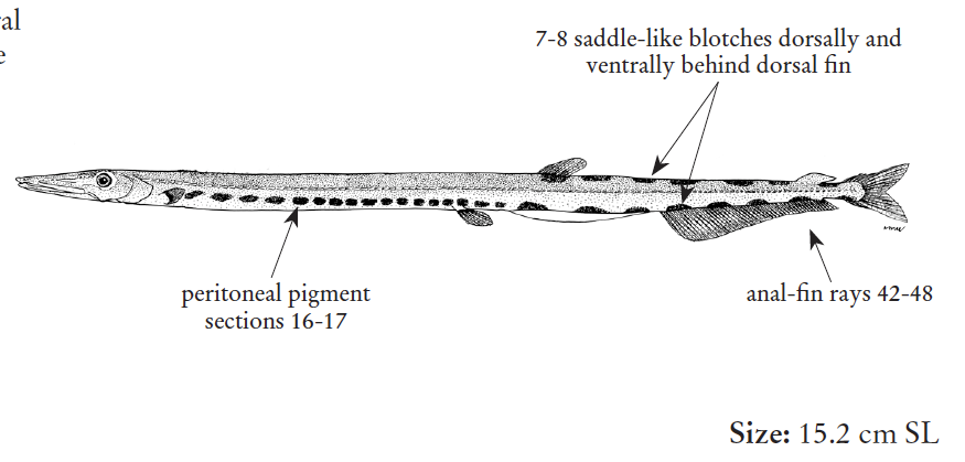Stemonosudis intermedia, Multibone Pikesmelt. Source: FAO 2020.
