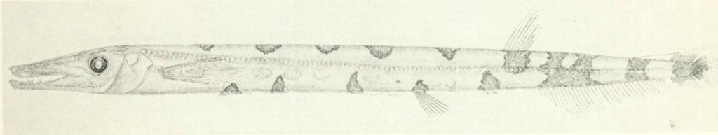 Stemonosudis rothschildi, Longsnout Pikesmelt. Source: Richards 1967.