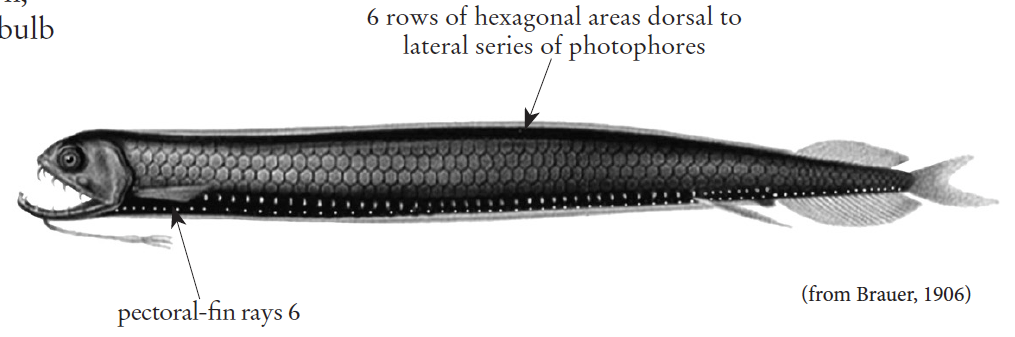 Stomias affinis, Allied Scaly Dragonfish. Source: FAO 2020.