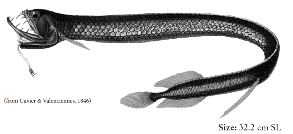 Stomias boa, Boa Dragonfish. Source: FAO 2020.