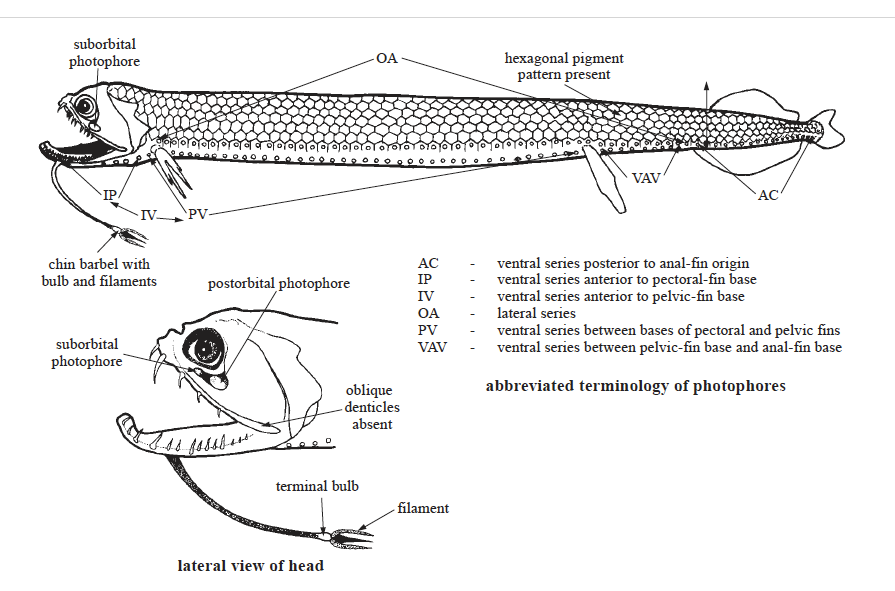 Stomiidae, Scaly Dragonfishes. Source: FAO 2002).