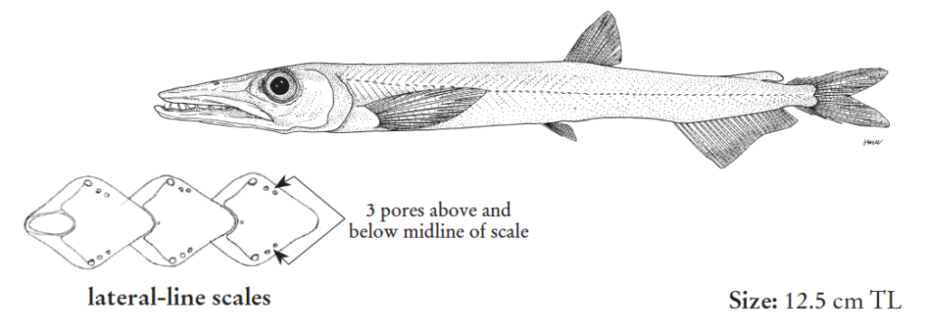Sudis atrox, Fierce Pikesmelt. Source: FAO 2020.