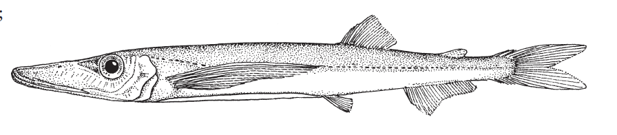 Sudis hyalina, Glassy Pikesmelt. Source: FAO 2020.