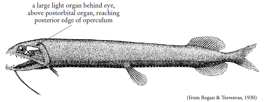 Trigonlamoa miriceps, Threelight Dragonfish. Source: FAO 2020.