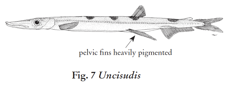 Uncisudis spp., Pikesmelt. Source: FAO 2020.