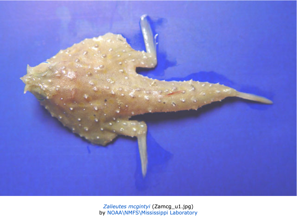 Zalieutes mcgintyi, Tricorn Batfish. Source: Fishbase (- https://www.fishbase.se/summary/Zalieutes-mcgintyi).