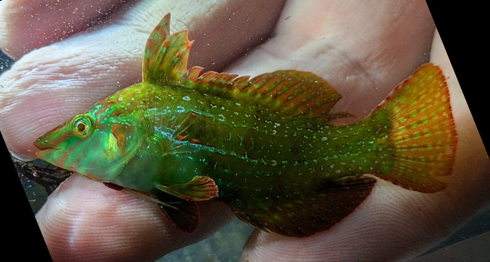 Doratonotus megalepis-Dwarf Wrasse