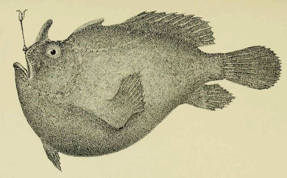 Antennarius scaber, Splitlure Frogfish. Source: Garman 1896.
