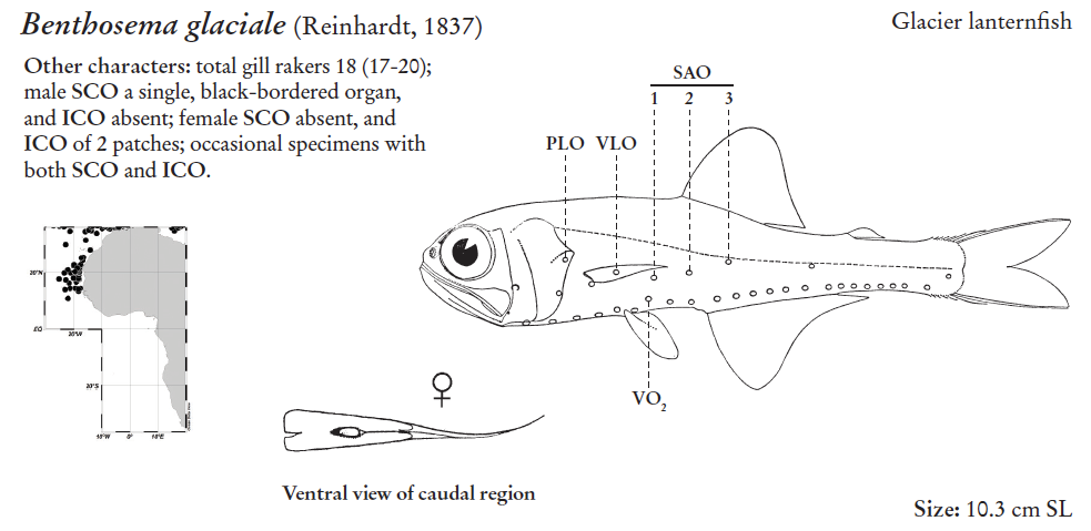 Benthosema glaciale, Glacier Lanternfish. Source: FAO 2020.